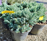 Juniperus Squamata Blue Star la ghiveci - imagine 3