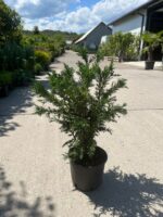 Chamaecyparis Obtusa Draht la ghiveci - imagine 2