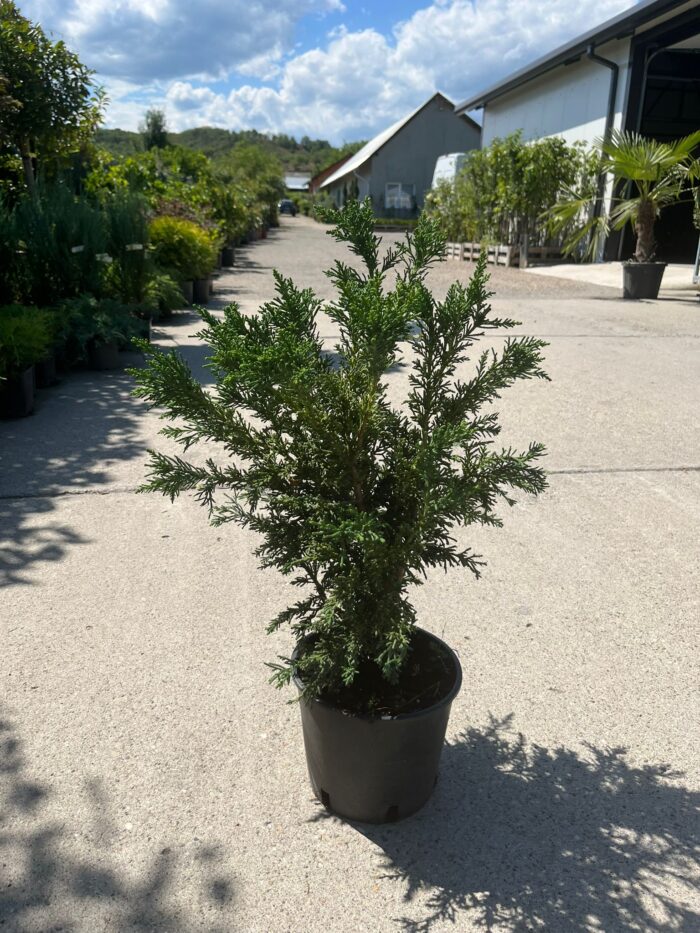Chamaecyparis Obtusa Draht la ghiveci - imagine 2