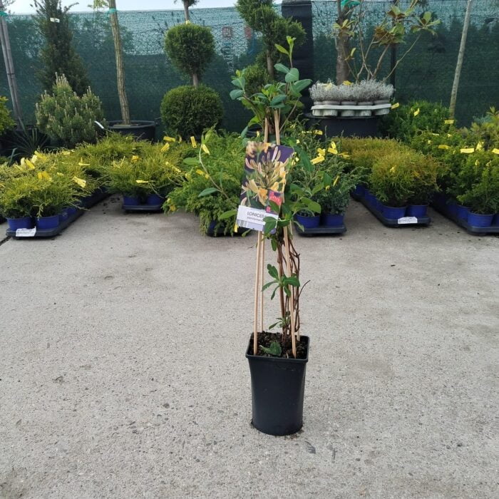 Lonicera (Mana Maicii Domnului) periclymenum la ghiveci - imagine 2