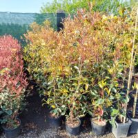 Photinia la ghiveci