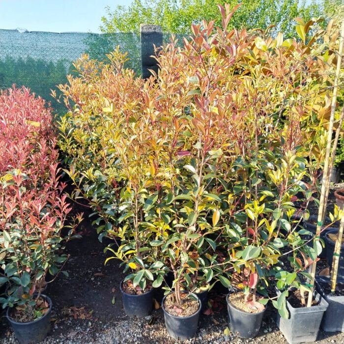 ece93eae-5599-40b4-8f11-198353048ee0 Photinia la ghiveci - imagine 1
