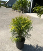 Tuia Occidentalis Golden Globe la ghiveci - imagine 2