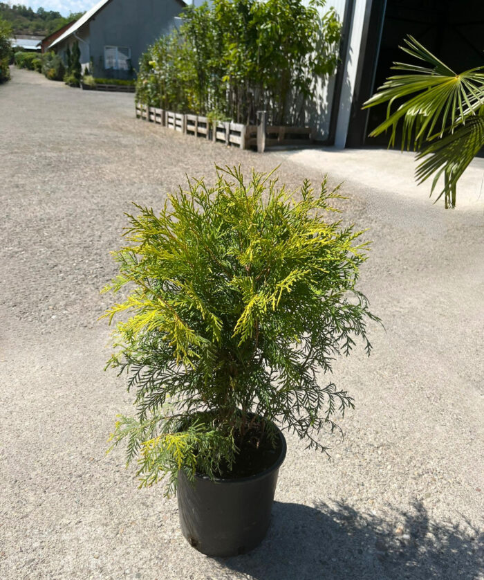 Tuia Occidentalis Golden Globe la ghiveci - imagine 2