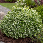 Euonymus fortunei ”Emerald Gaiety” la ghiveci
