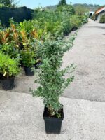 Euonymus fortunei ”Emerald Gaiety” la ghiveci - imagine 2