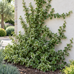 Euonymus fortunei ”Emerald Gaiety” la ghiveci