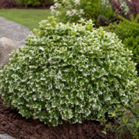 Euonymus fortunei ”Emerald Gaiety” la ghiveci