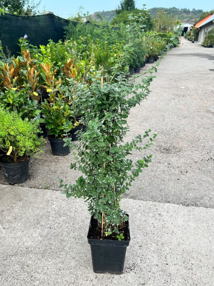 Euonymus fortunei ”Emerald Gaiety” la ghiveci - imagine 2