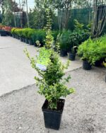 Euonymus fortunei ”Emerald ’n’ Gold’” la ghiveci - imagine 2