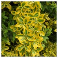 Planta Euonymus Aurea aduce un strop de aur în grădina ta. Alege calitatea și frumusețea naturală cu produsele noastre de înaltă calitate! 🌿🛒