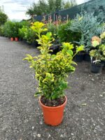 Euonymus japonicus 'Ovatus Aureus' la ghiveci - imagine 2