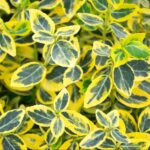 Euonymus "Emerald 'n' Gold" varietate atrăgătoare de arbust decorativ, apreciat pentru frunzișul său colorat.Comandă acum! 🌿🛒