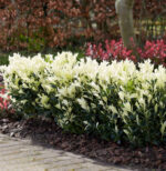 Euonymus Japonicus Himalaya la ghiveci