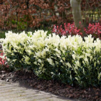 Euonymus Japonicus Himalaya la ghiveci