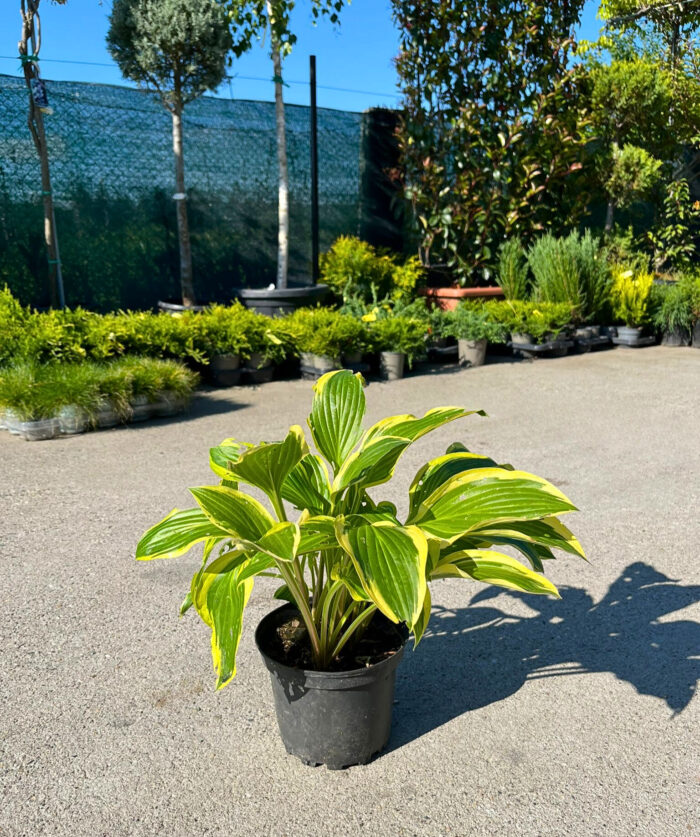 Hosta Cameo la ghiveci - imagine 2