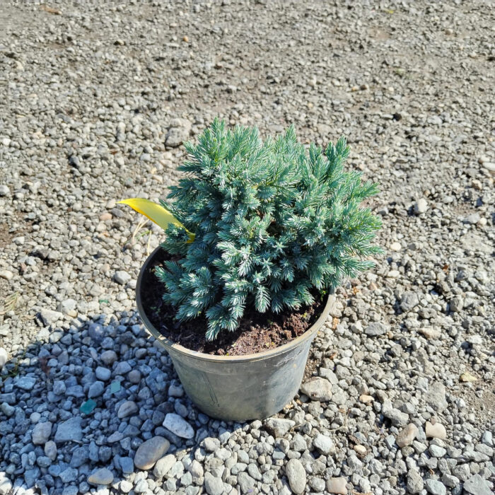 Juniperus Squamata Blue Star la ghiveci - imagine 2