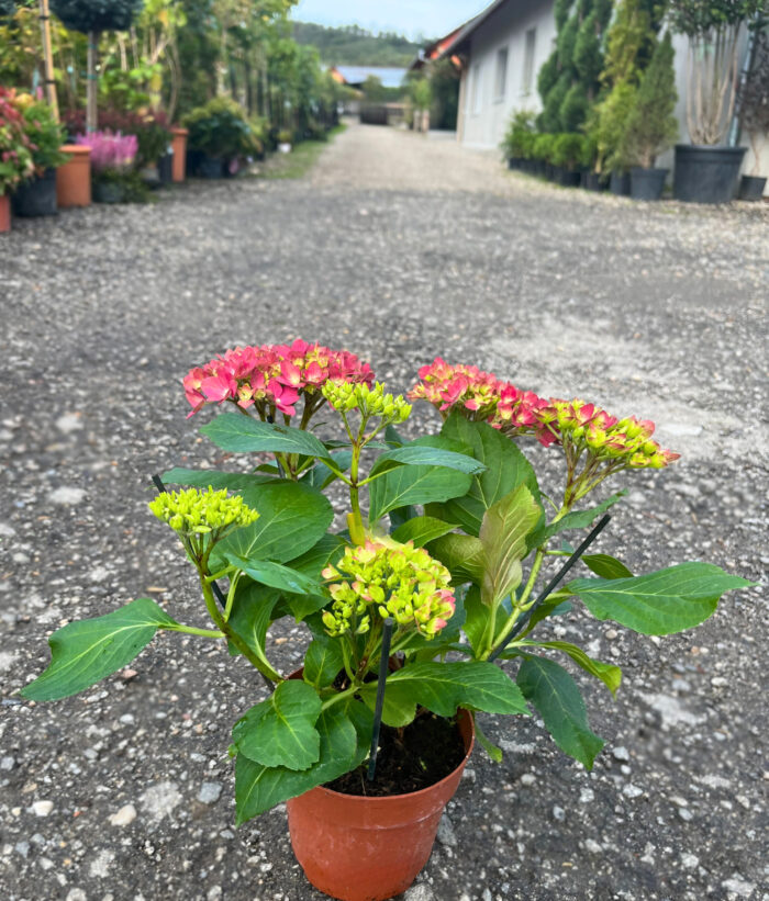 Hortensia Roz închis la ghiveci - imagine 2