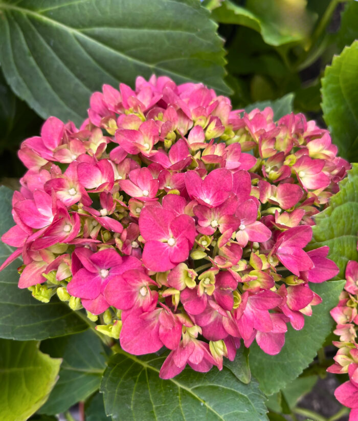 Hortensia Roz închis la ghiveci - imagine 1