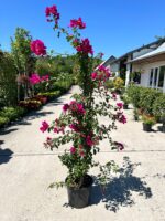 Floare de hârtie (Bougainvillea) Roz închis la ghiveci - imagine 2