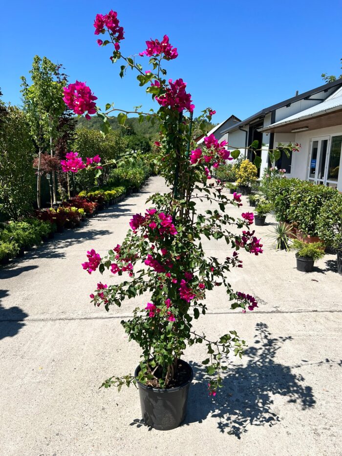 Floare de hârtie (Bougainvillea) Roz închis la ghiveci - imagine 2