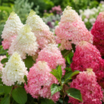 Hortensia - Hydrangea paniculata ”Living Summer Love” la ghiveci