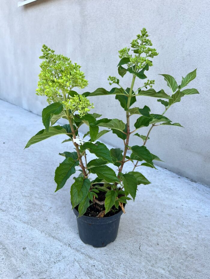 Hortensia - Hydrangea paniculata ”Living Summer Love” la ghiveci - imagine 2