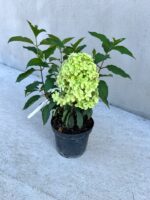 Hortensia - Hydrangea paniculata ”Pinkachu” la ghiveci - imagine 2