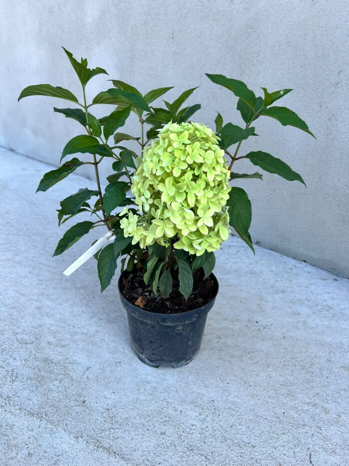 Hortensia - Hydrangea paniculata ”Pinkachu” la ghiveci - imagine 2