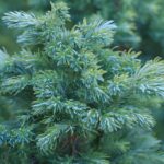 .Juniperus Squamata Meyeri - Cea mai bună alegere pentru grădina ta. Achiziționează-l acum și vei fi impresionat de rezultate! 🌿🛒