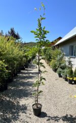 Wisteria Ikoyama Fuji - Pepiniera Sosa