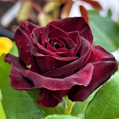 Trandafirul Baccara la ghiveci aduce culoare și frumusețe în viața ta. Intră în universul magic al florilor și lasă-te fermecat! 🌹🛒