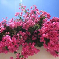 Adaugă un element deosebit în grădina ta cu Floare de hartie Roz deschis . Descoperă bucuria de a avea o plantă uimitoare și ușor de întreținut. 🌸🛒