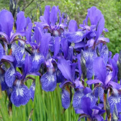 Înfrumusețează-ți grădina cu Iris Albastru Pitic. Crează o explozie de culori și bucurați-vă de frumusețea lor timp îndelungat. Cumpără acum! 🌸🛒