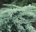 Bucură-te de frumusețea naturii cu planta Juniperus Grey Owl . Cumpără acum și transformă-ți grădina într-un paradis verde! 🌿🛒