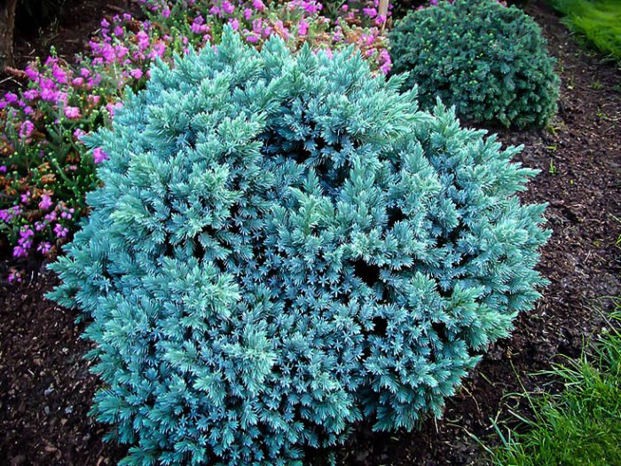 Juniperus Squamata Blue Star la ghiveci - imagine 1