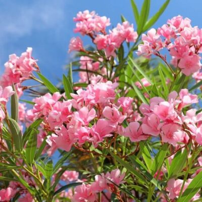 Bucură-te de parfumul subtil și frumusețea incredibilă a florii Oleandru Roz. Creează un colț de rai în grădina ta. Cumpără acum! 🌸🛒