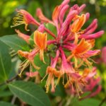 Lonicera (Mâna Maicii Domnului) American Beauty la ghiveci
