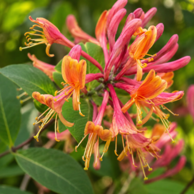 Lonicera (Mâna Maicii Domnului) American Beauty la ghiveci
