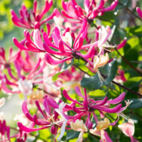 Transformă-ți grădina într-un paradis aromatic cu Lonicera Serotina. Obține un mediu natural și relaxant chiar acasă! Cumpără produsul nostru acum! 🌿🌸