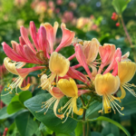 Lonicera (Mâna Maicii Domnului) Belgica la ghiveci