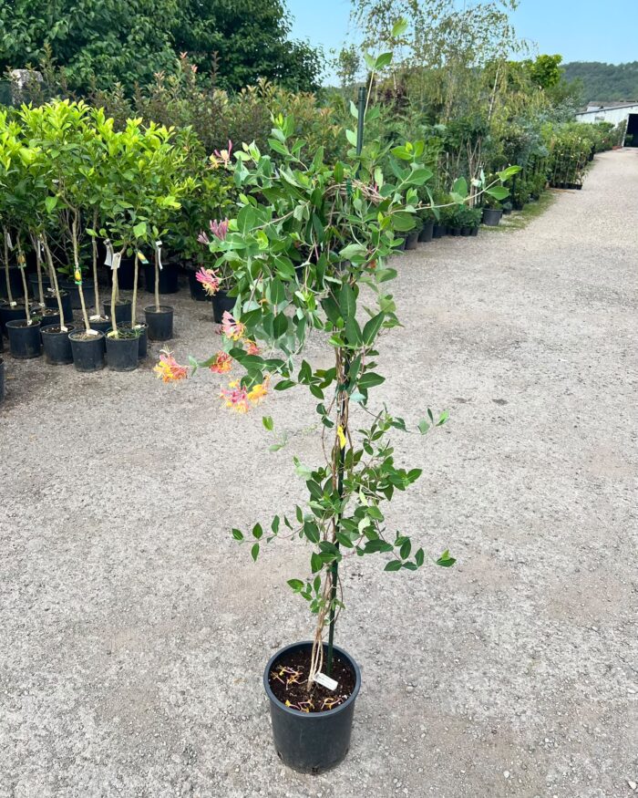 Lonicera (Mâna Maicii Domnului) Belgica la ghiveci - imagine 2