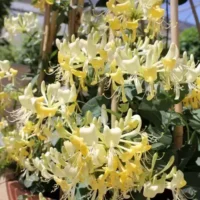 Bucura-te de frumusetea florilor Lonicera Periclymenum in gradina ta. Achizitioneaza acum si transforma-ti gradina intr-un colt de rai! 🌸🛒