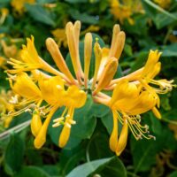Bucură-te de splendoarea Lonicera Tellmanniana - o plantă cu flori aurii ce atrage priviri și aduce un aer elegant în grădina ta! 🌼🛒