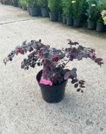 Loropetalum la ghiveci - imagine 2