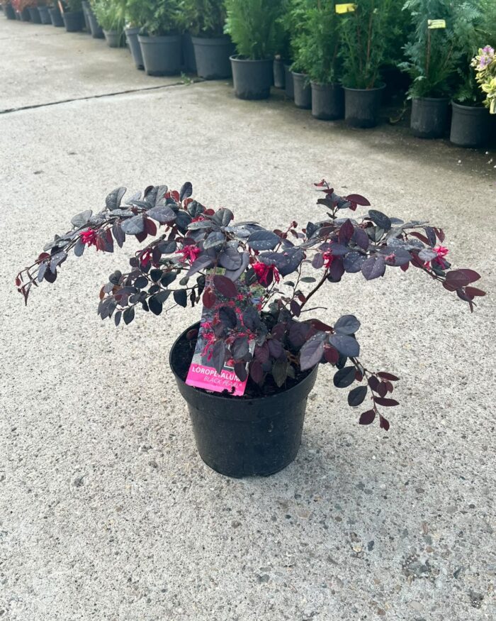 Loropetalum la ghiveci - imagine 2