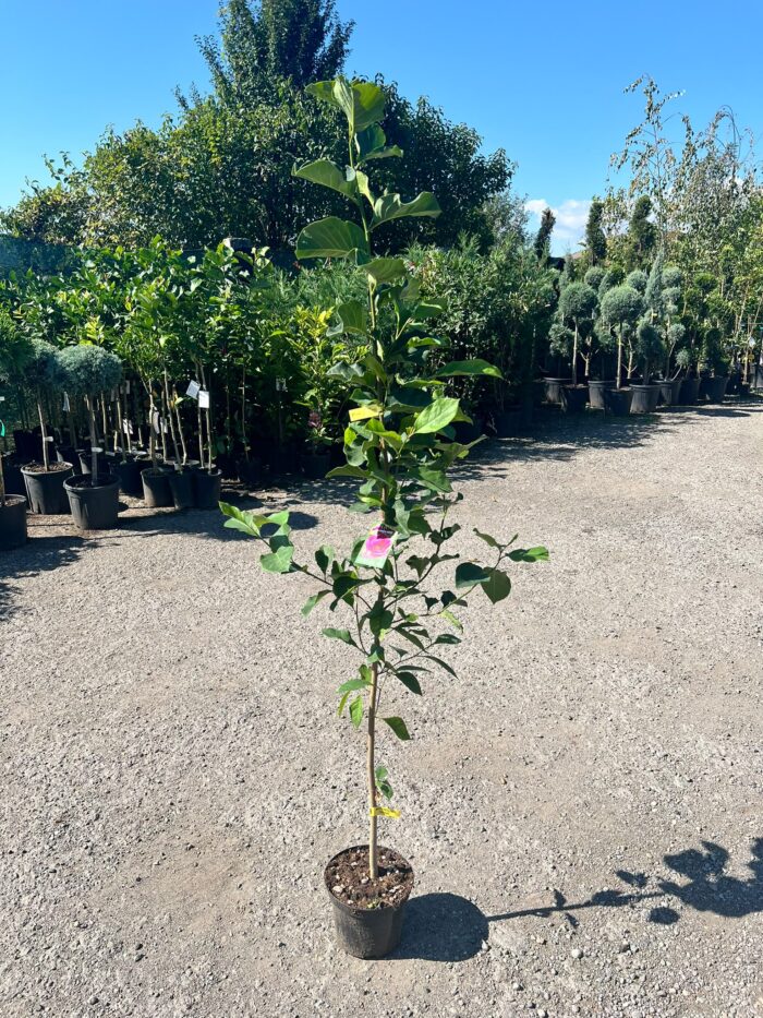 Magnolia Genie la ghiveci - imagine 2