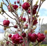 Adăugați o notă de culoare în grădina dvs. cu Magnolia Genie. Flori mari de 15 cm și o creștere lentă, această magnolie va atrage toate privirile. 🌺