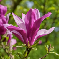 Magnolia Susan la ghiveci