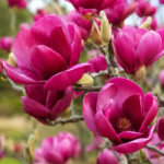 Magnolia Genie la ghiveci